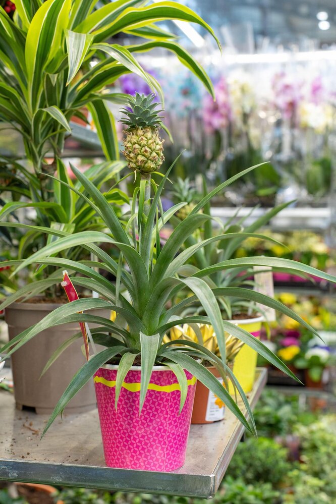 Ananas comosus Corona