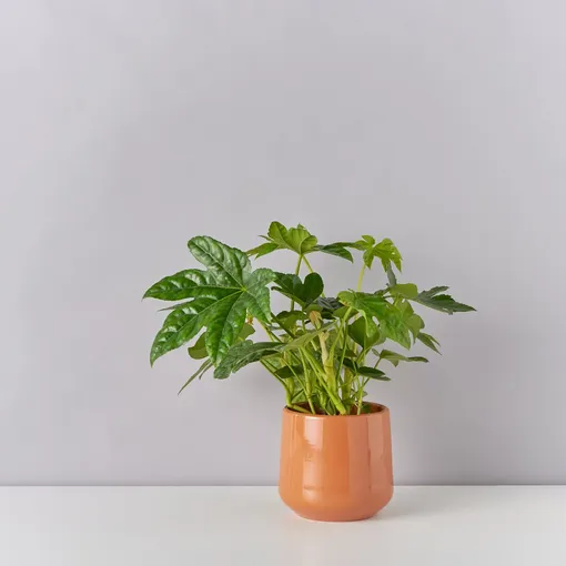 Лучшие комнатные растения для затемненных мест