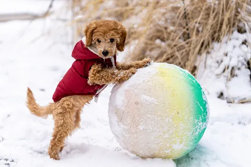 собака играет с мячом на улице в зимнем комбинезоне