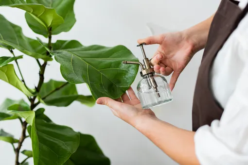 Перекись водорода для комнатных растений: средство копеечное, а польза огромная