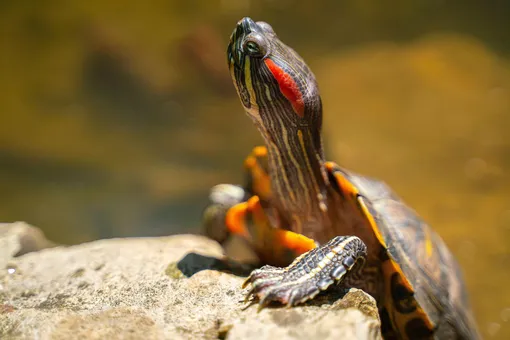 Красноухая черепаха — самый популярный вид рептилий у владельцев квартир
