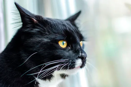 «Сторожевая» кошка яростно защищает дом от почтальона (видео)