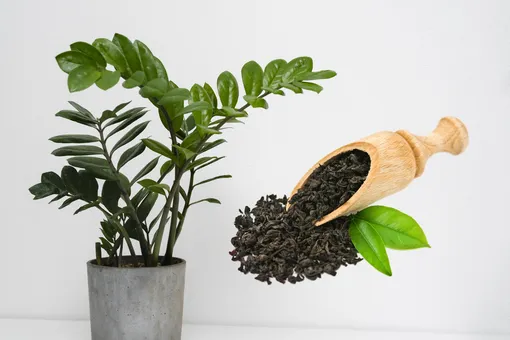 Замиокулькас — простой трюк для роста новых листьев
