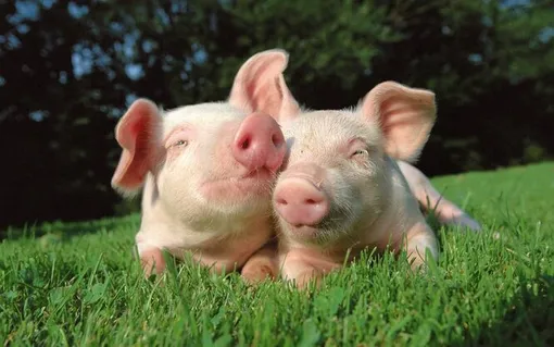 две свиньи на траве