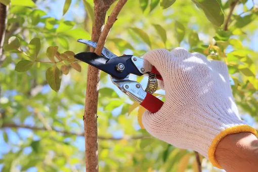 Чего следует избегать при обрезке плодовых деревьев и кустарников