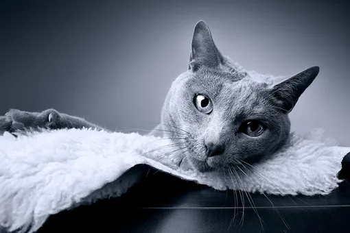 Спокойные породы кошек — русская голубая кошка