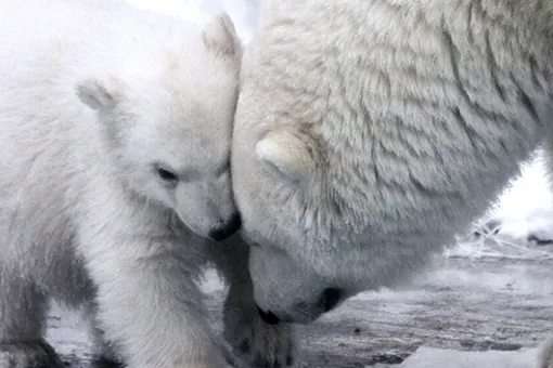 У белой медведицы в Новосибирском зоопарке снова родились медвежата. Очень милые!