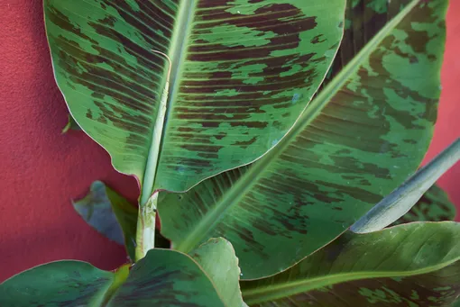 Вид бананового дерева: Musa acuminata