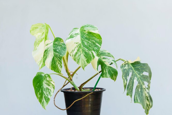 Monstera Borziga pestrá